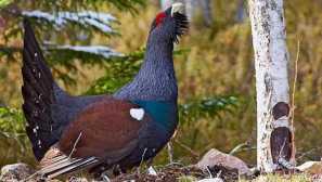 Účastciární běžná: popis ptáka